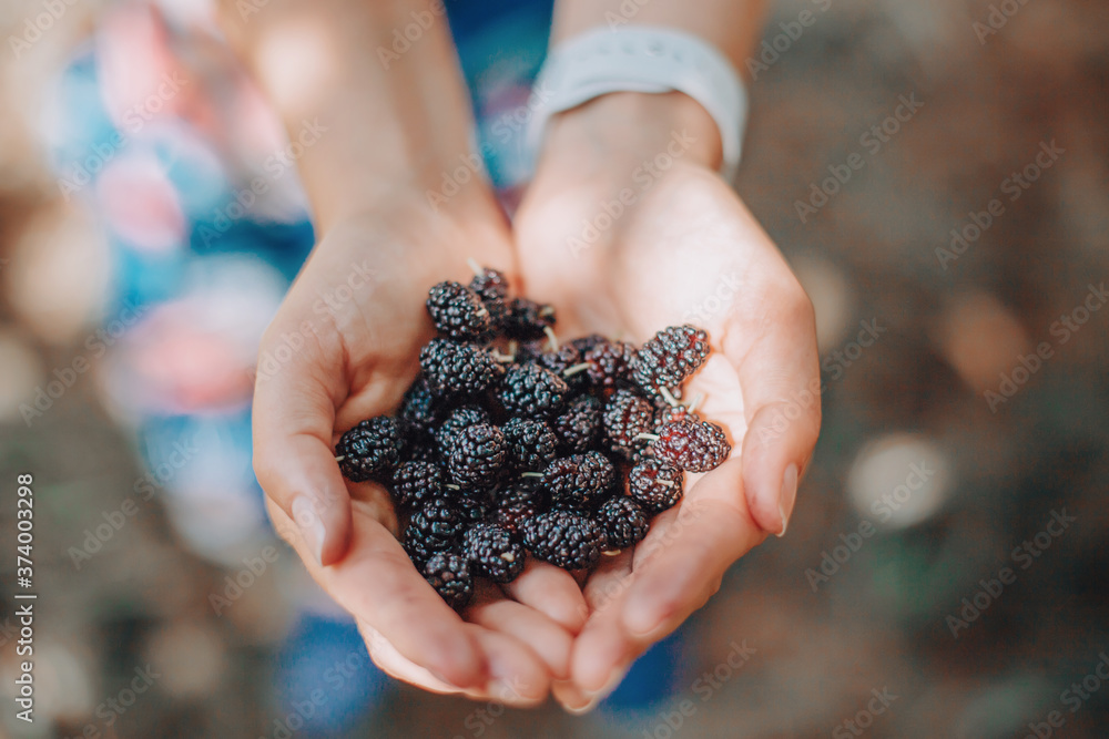 Closeup of human hands with fresh ripe summer berries. Handful of black mulberries. Farmer gathering picking seasonal berries harvest from tree at a countryside farm. Closeup of human hands with fresh ripe summer berries. Handful of black mulberries. Farmer gathering picking seasonal berries harvest from tree at a countryside farm.