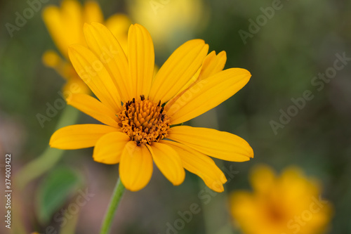 Macro art view of a single yellow hairy sunflower (helianthus hirsutus) wildflower blooming in a sunny North American prairie, with defocused background