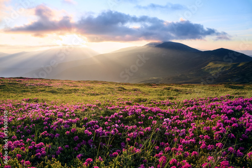 The lawns are covered by pink rhododendron flowers. Scenery of the sunrise at the high mountains. Sun rays enlighten the valley. Amazing spring day. Beautiful natural wallpaper background.