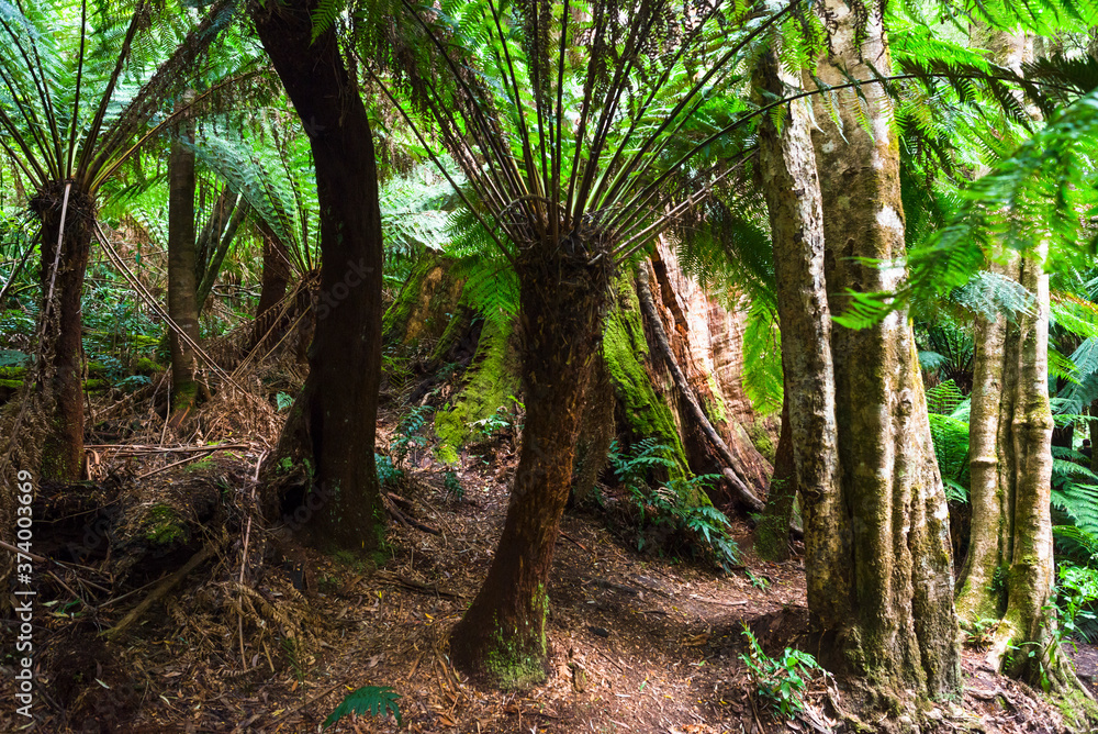 Naklejka premium Rainforest at Melba Gully State Park in Victoria, Australia. 