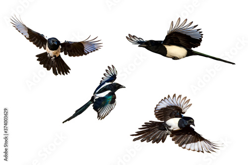 Canvas Print Isolated bird