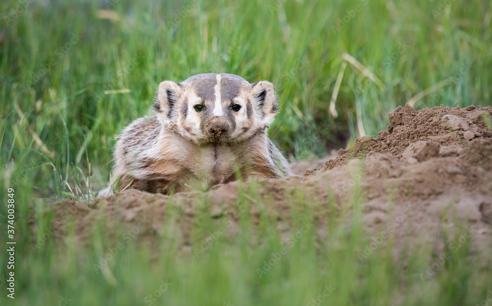 Naklejka premium Badger