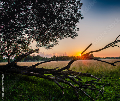 Sunset in the field and an old dry tree.