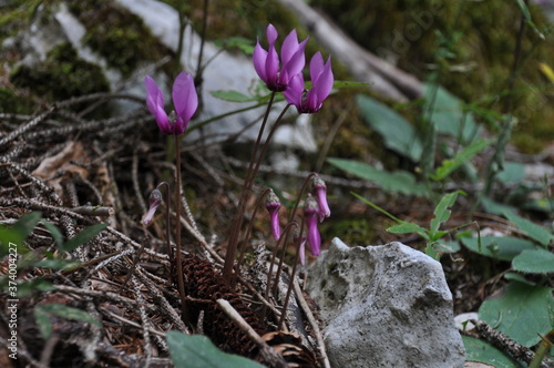 Asiago - ciclamini photo