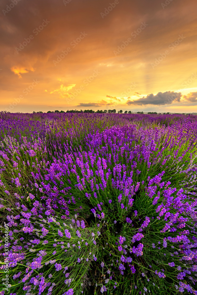 Beautiful lavender field sunset landscape