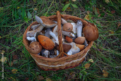 Wicker basket with freshly picked forest mushrooms on the grass close-up.