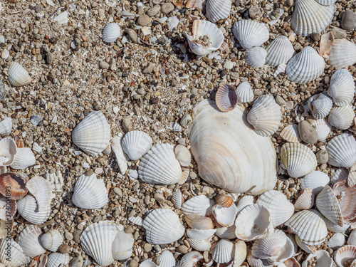 Top view of seashells on the sand on a sunny day. Natural background of marine nature. Sea vacation concept. Copy space. Flat lay.