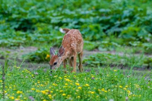 White-tailed fawn in field of wildflowers