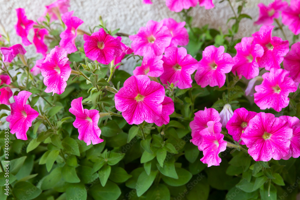 Homemade beautiful Petunia flowers in summer.