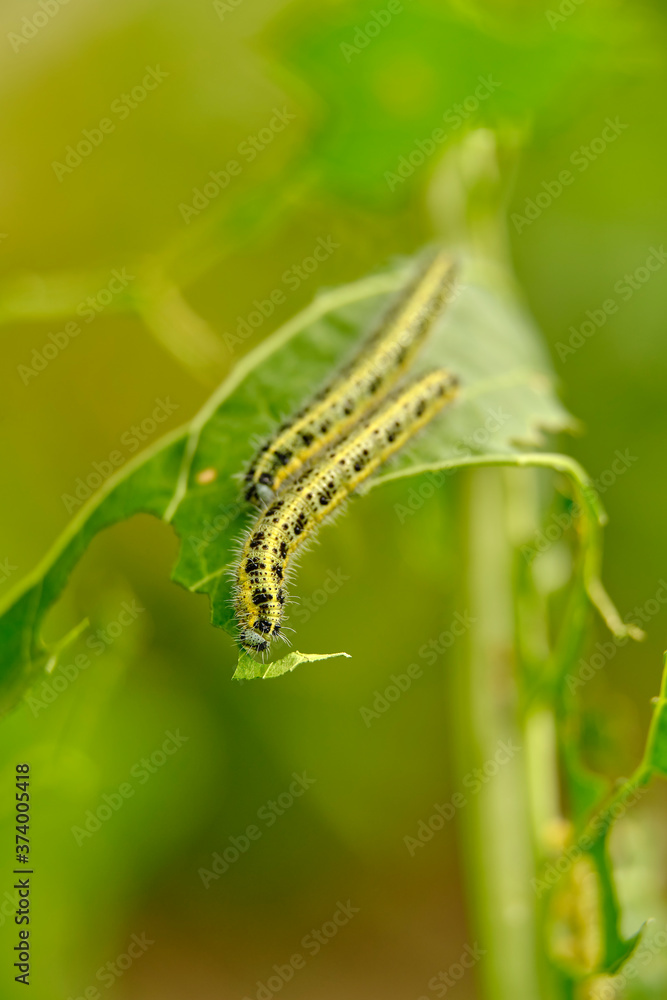 Two voracious yellow-green shaggy with black dots caterpillar destroy fresh foliage. Pests threaten the garden site. Two voracious yellow-green shaggy with black dots caterpillar destroy fresh foliage. Pests threaten the garden site.