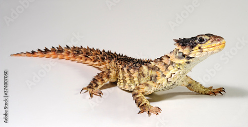 Tableau sur toile Giant girdled lizard / Riesen-Gürtelschweif (Smaug giganteus) / (Cordylus gigant