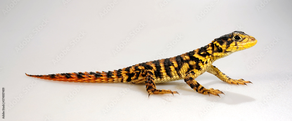 Εκτύπωση καμβά Riesen-Gürtelschweif (Smaug giganteus) / (Cordylus giganteus) - Giant girdled li