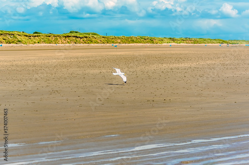 A seagull glides across the beach at Pendine Sands, Wales in the summertime photo