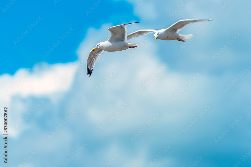 Obraz premium A lead seagull high above the beach at Pendine Sands, Wales in the summertime