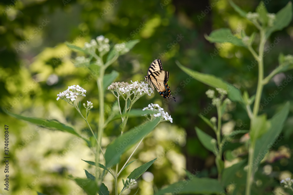 Yellow Swallowtail Butterfly eating Queen Anne's Lace at park in Acworth Georgia. Yellow Swallowtail Butterfly eating Queen Anne's Lace at park in Acworth Georgia.