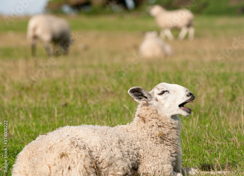Funny sheep bleating in a field in Northumberland, England photo