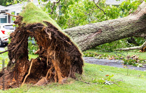 Close up of bottom of broken tree with roots up in the air