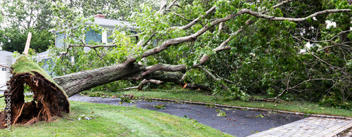 Canvas Print Horizontal view of tree that fell over driveway and wires during a tropial storm
