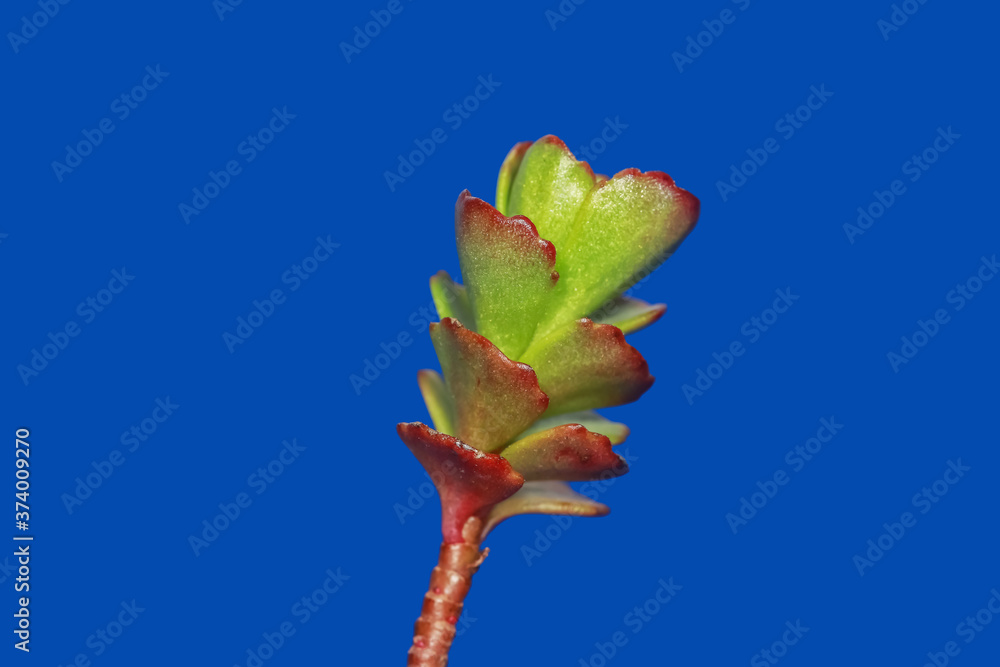 Succulent plant leaves isolated on blue background Succulent plant leaves isolated on blue background