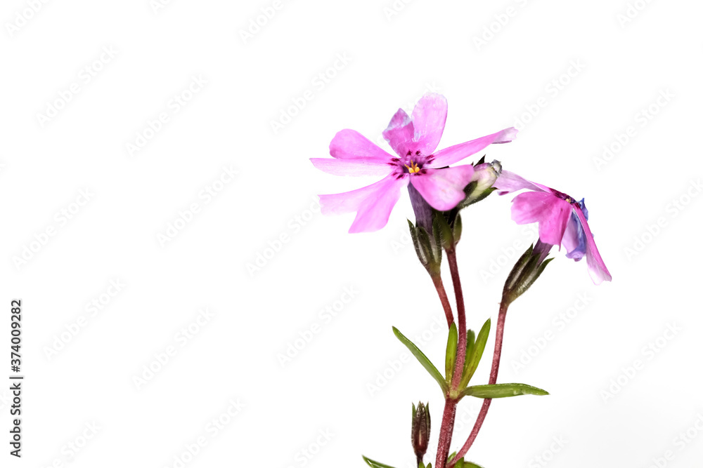 Close up shot of pink annual flowers isolated