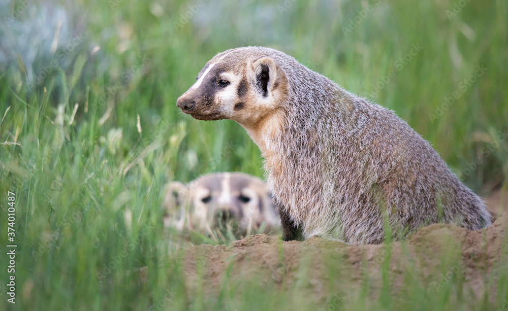 Fototapeta premium Badger young