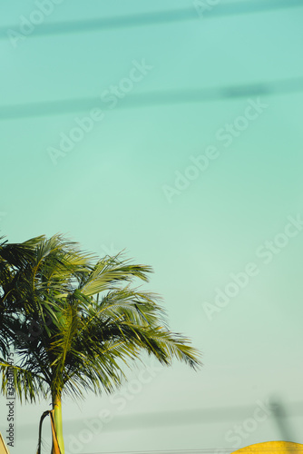 blue sky palm tree © Bibiana