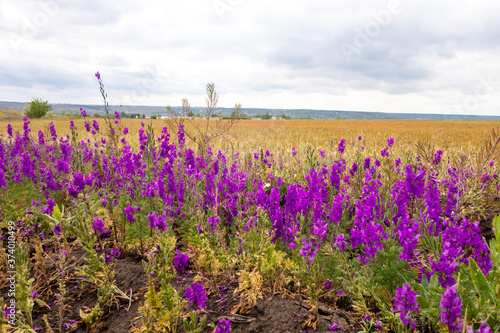 Vivid purple wildflowers on the outskirts of a wheat field.