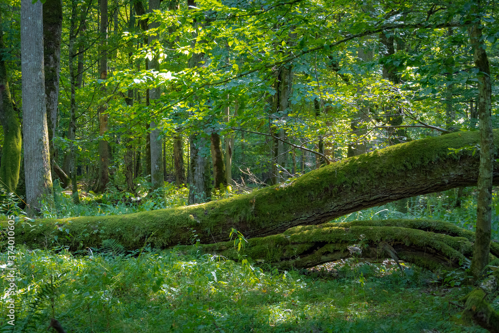 Obraz premium Close up on fallen tree and moss growing on it, ancient forest, Poland