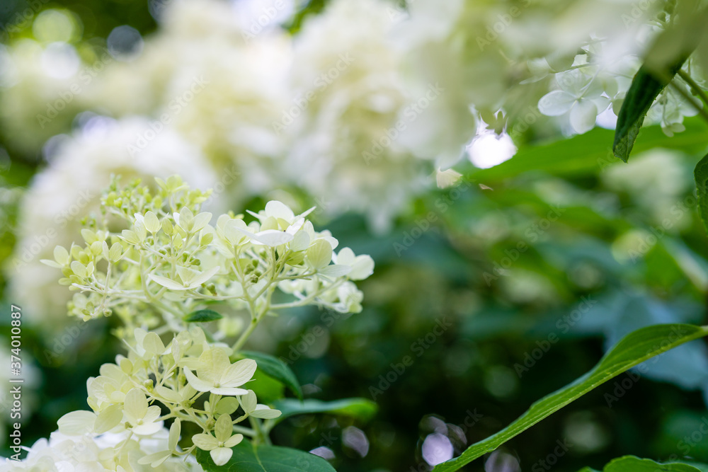 White hydrangea flower blossoming White hydrangea flower blossoming