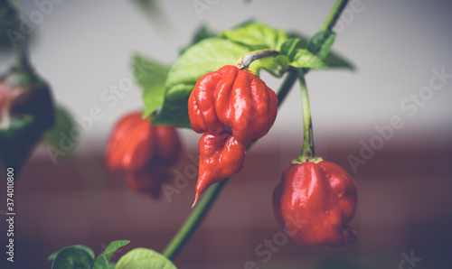 Photo of a Trinidad Moruga Scorpion (Capsicum chinense) plant. With fresh red hot chili peppers. photo