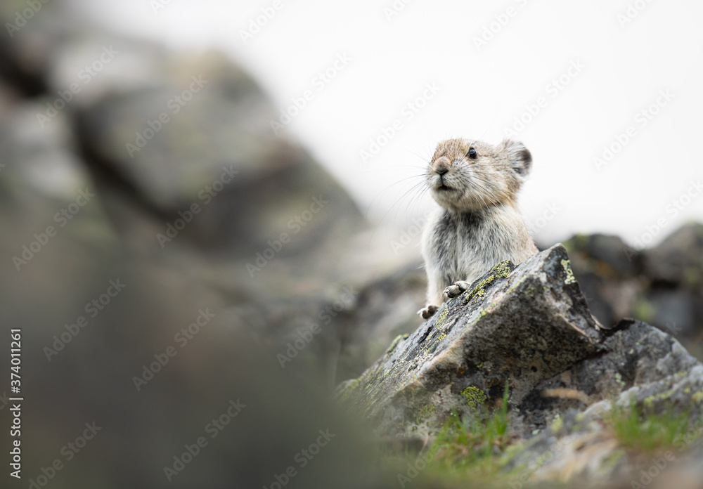 Fototapeta premium Endangered pika