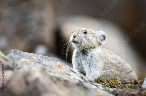 Endangered pika