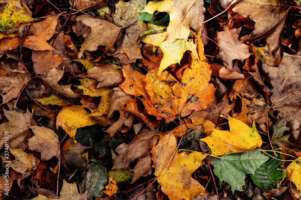 fallen autumn leaves fallen autumn leaves