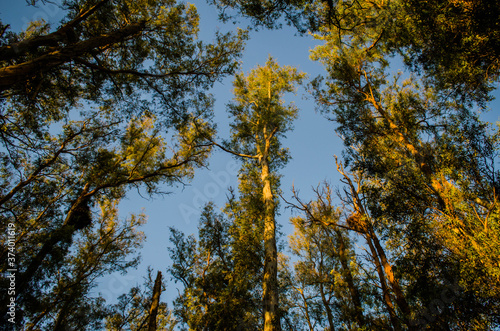 Vista superior de bosque de eucaliptos.
