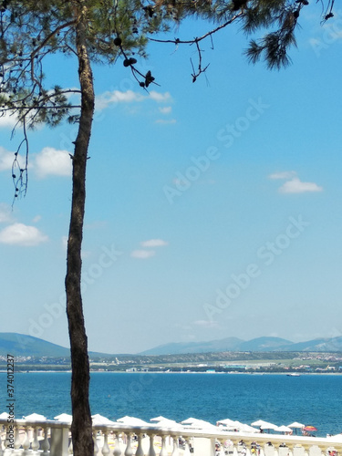 Fototapeta Naklejka Na Ścianę i Meble -  sea and tree