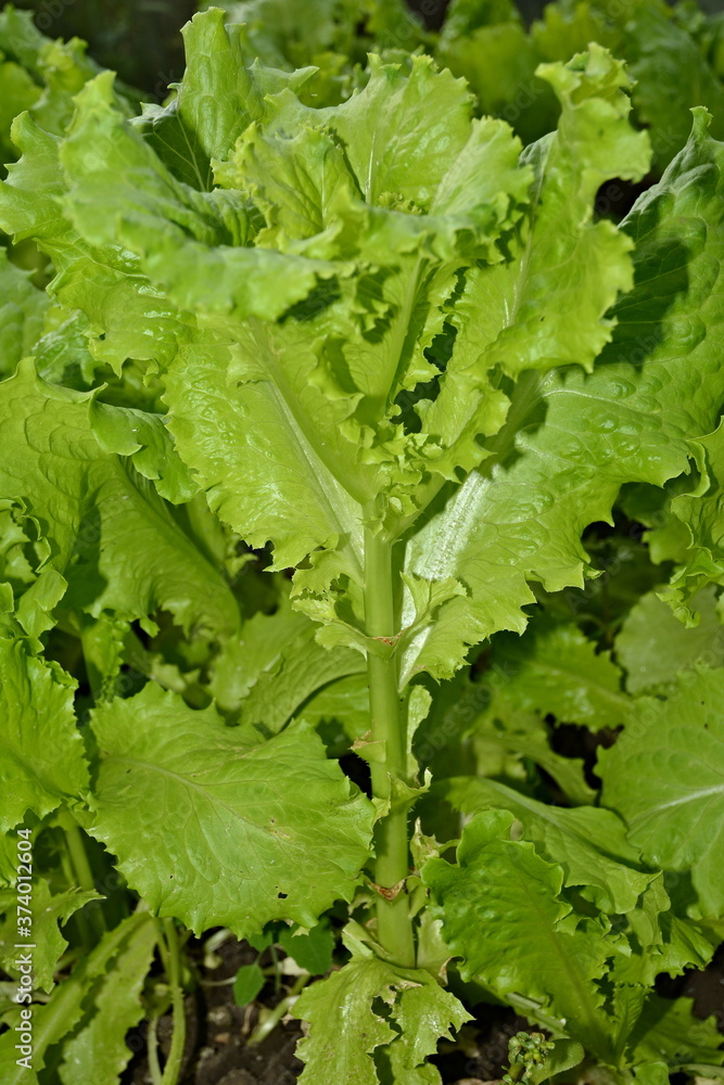fresh lettuce in the garden fresh lettuce in the garden
