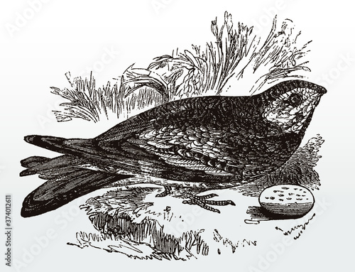 Common nighthawk, chordeiles minor sitting on a rocky groung behind its egg, after an antique illustration from the 19th century photo