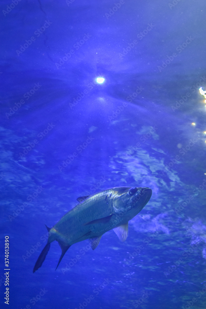 Fototapeta premium Desde lo profundo