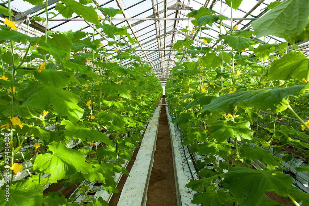 interior of a large glass industrial greenhouse for growing cucumbers interior of a large glass industrial greenhouse for growing cucumbers