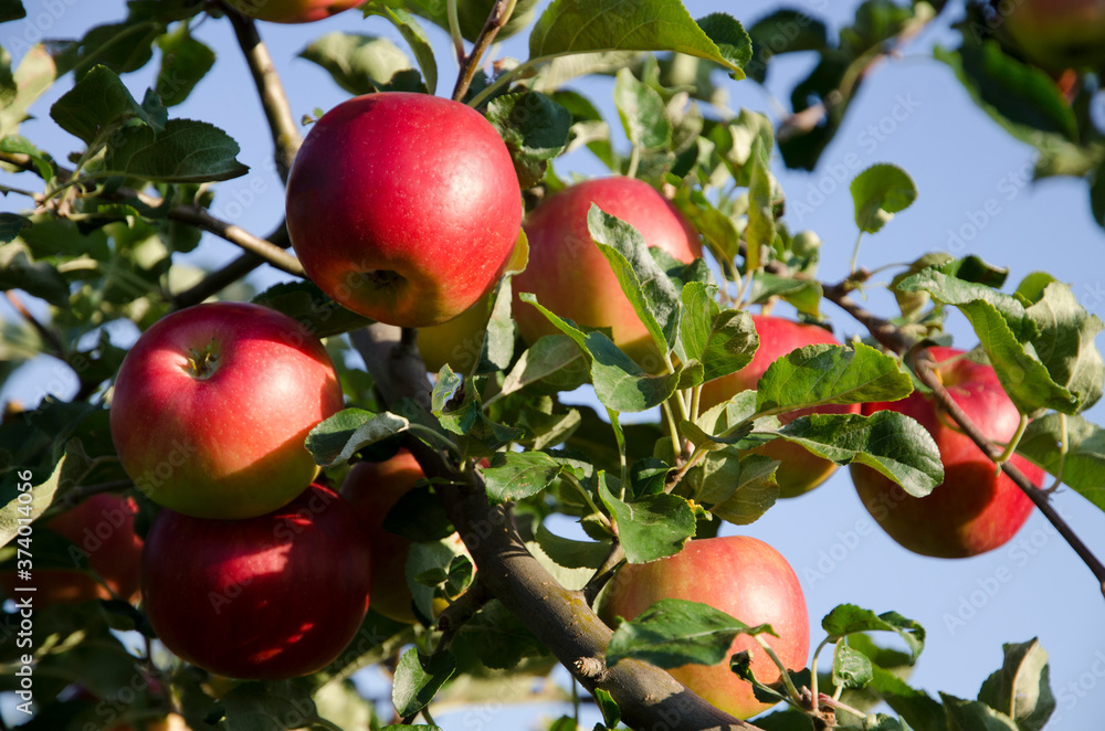 Apple branch with red apples on a sky background Apple branch with red apples on a sky background