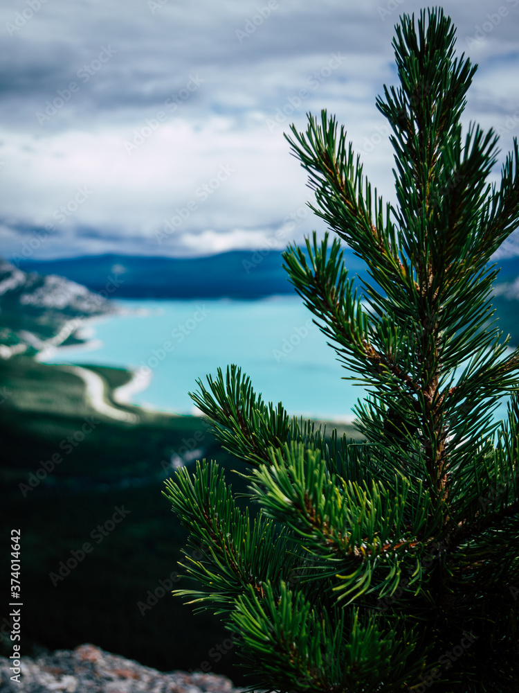 Abraham Lake Tree Abraham Lake Tree