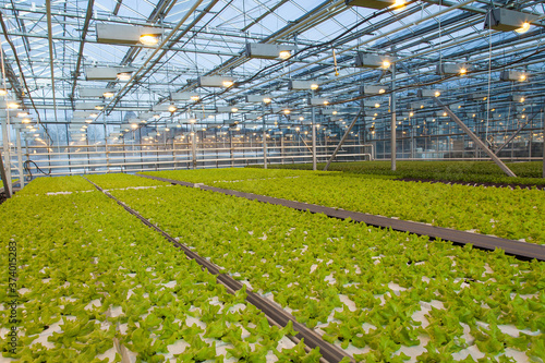 Huge glass industrial greenhouse full of fresh green salad