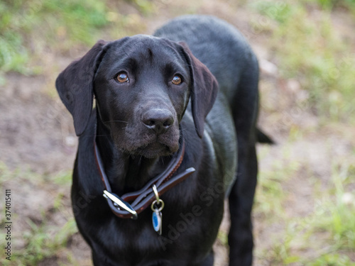 Wallpaper Mural Best Friend Torontodigital.ca