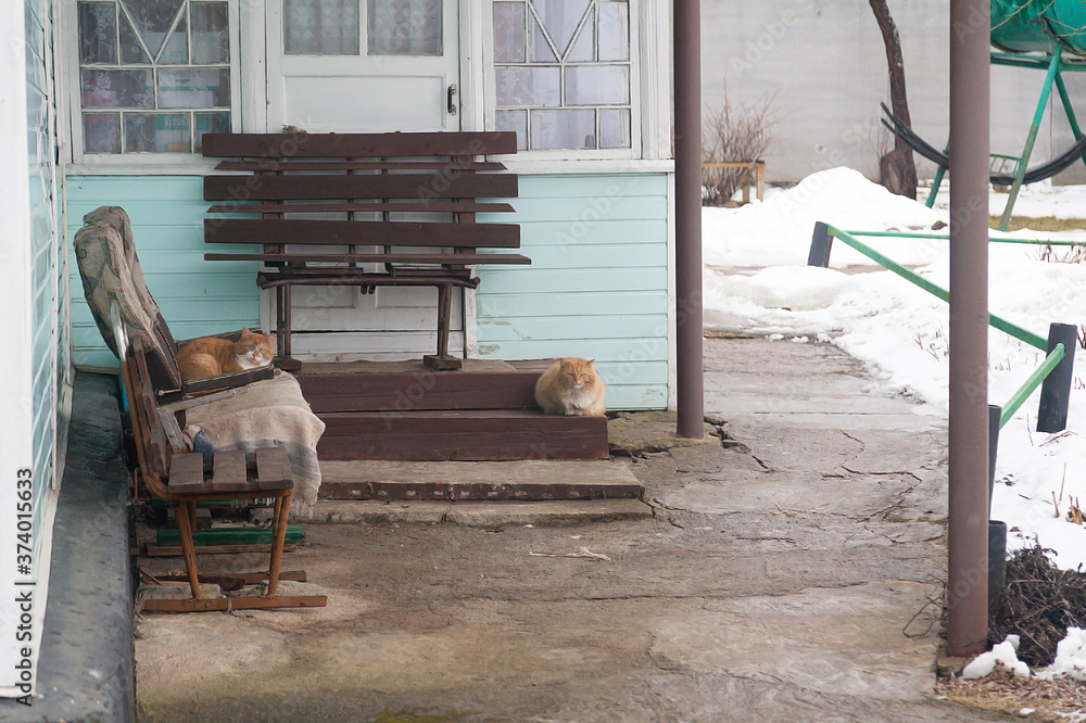 Ginger cats on the porch of a village house