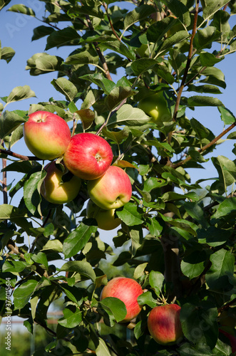 Appletree with red apples on a sky background,