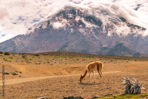 Vicu  a en el Volc  n Chimborazo
