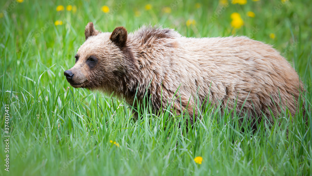 Naklejka premium Grizzly bear in the wild