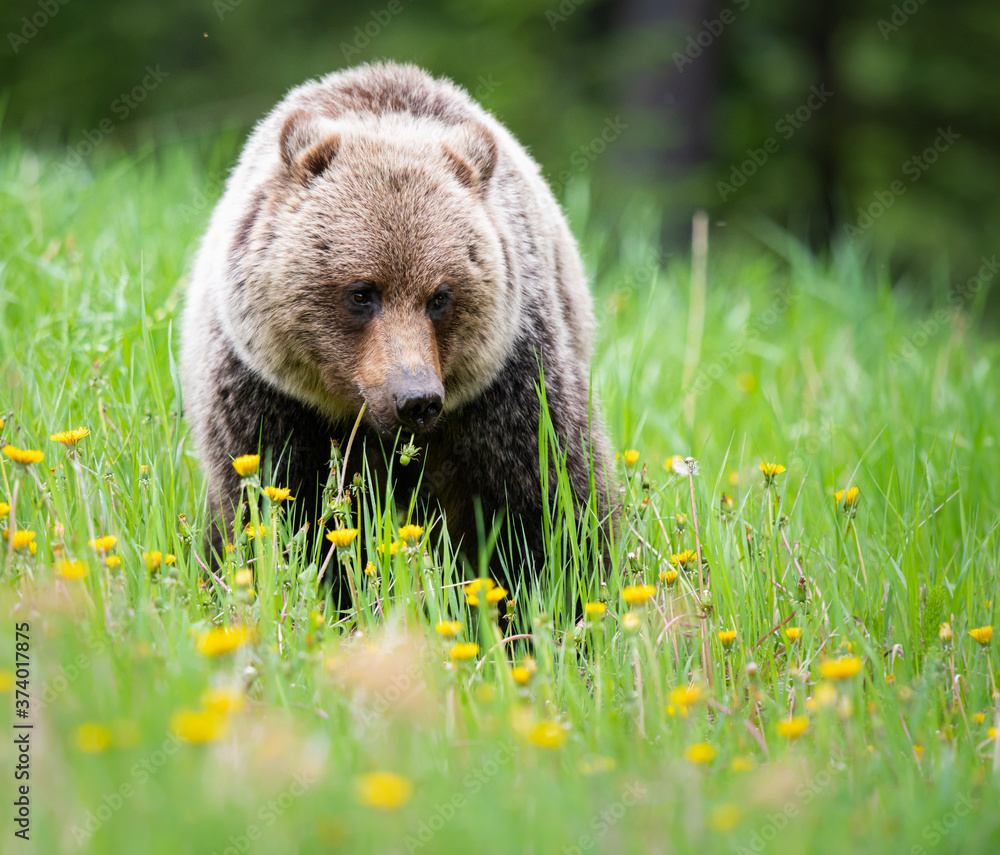 Fototapeta premium Grizzly bear in the wild