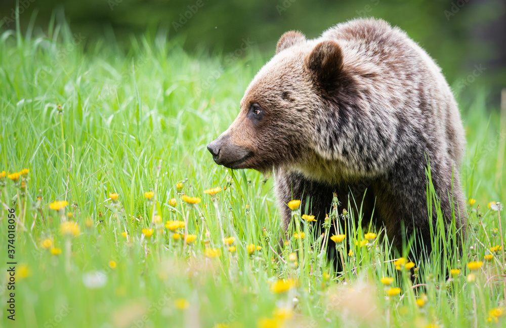 Fototapeta premium Grizzly bear in the wild