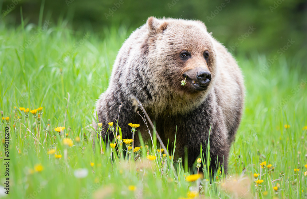 Fototapeta premium Grizzly bear in the wild